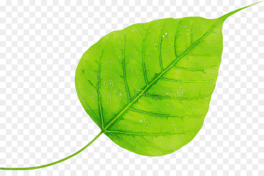 leaf green plant flower tree
