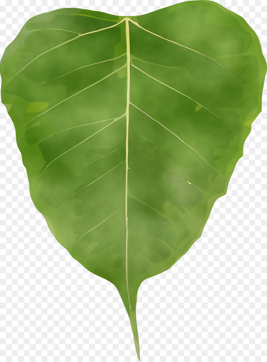 leaf green plant flower tree