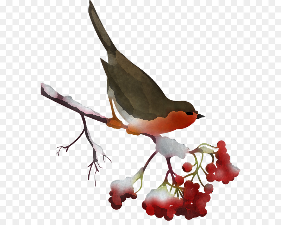 bird beak robin perching bird plant