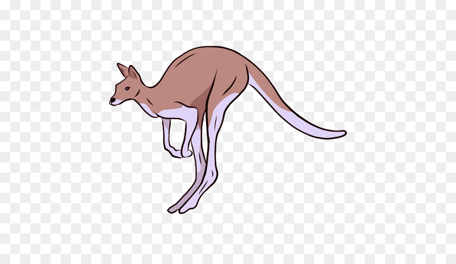kangaroo kangaroo macropodidae động vật hoang dã kangaroo đỏ - 