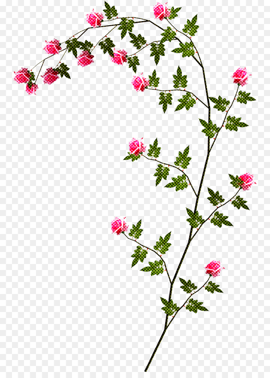 pianta floreale pedicel ramo di rosa spinoso - 