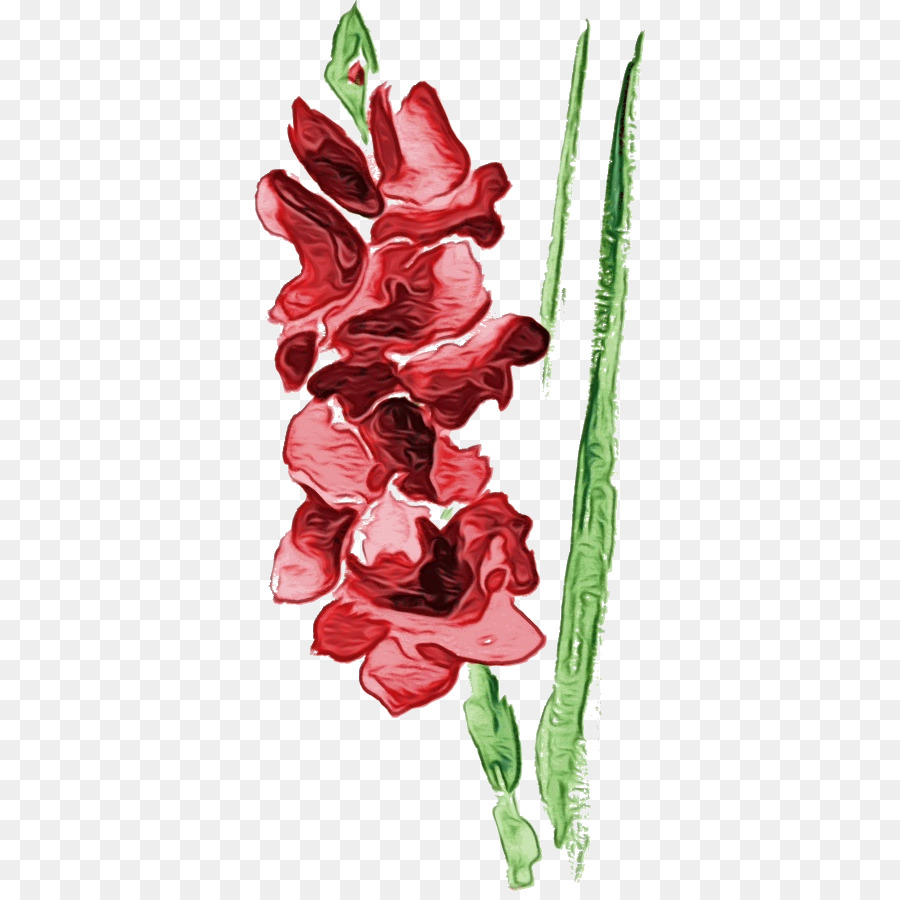 Blume Gladiolen Pflanze Schnittblumen Tulpe - 