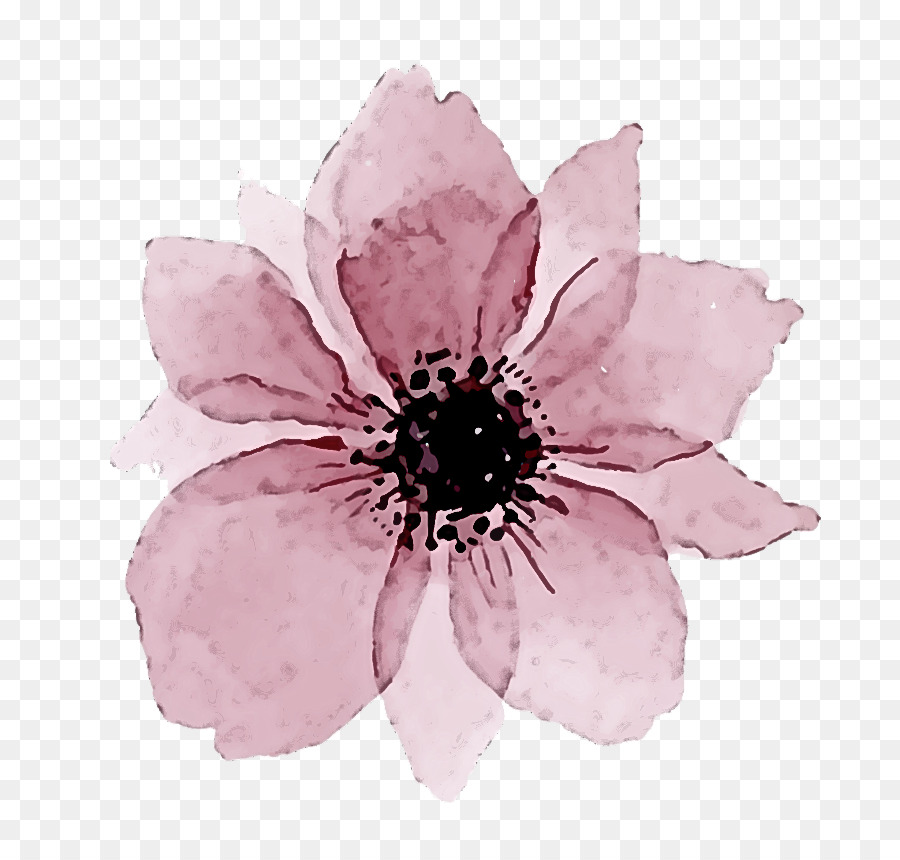 petalo fiore rosa pianta anemone - 