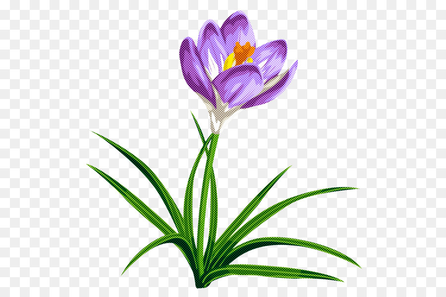 cây hoa cretan crocus tommie crocus crocus - 