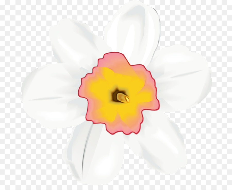 weiße Blütenblatt Blume rosa gelb - 