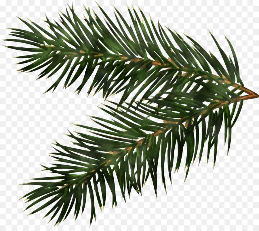 Christmas pine branch