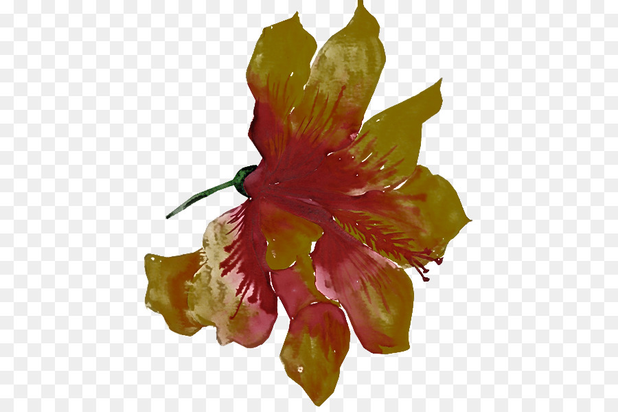 fiore ibisco petalo pianta ibisco hawaiano - 