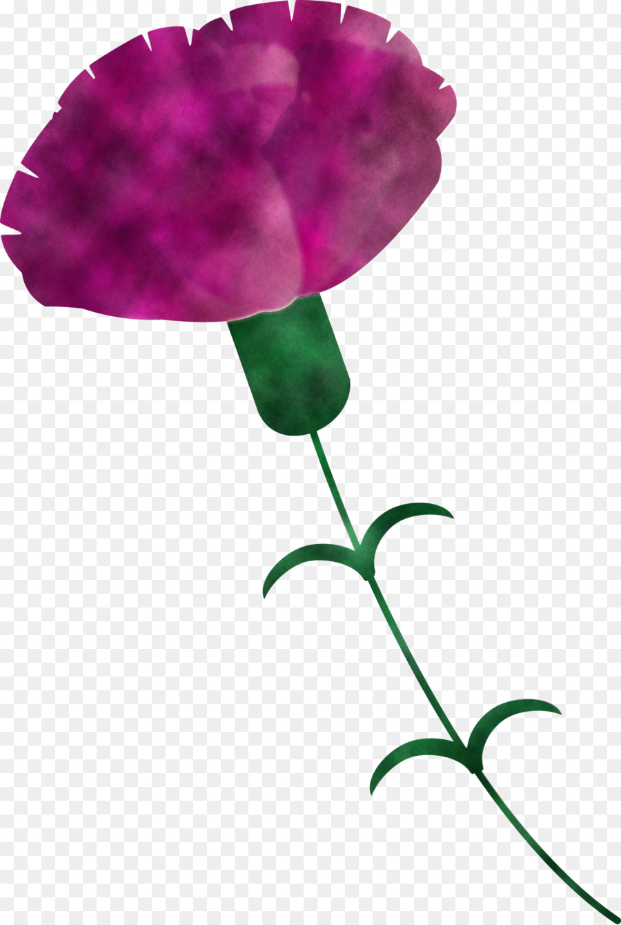 Hoa cẩm chướng ngày của mẹ - 