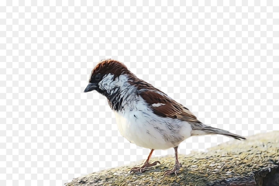 bird sparrow house sparrow beak perching bird