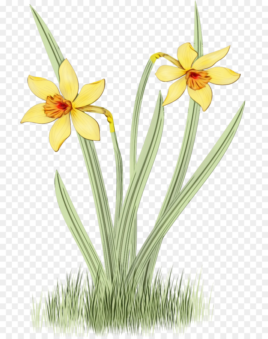 flower plant yellow narcissus petal