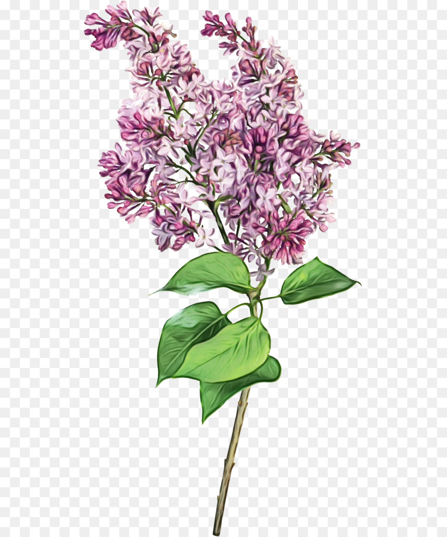 flower plant lilac lilac cut flowers