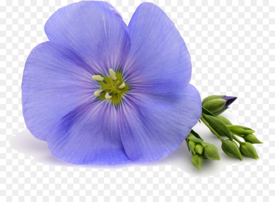flower blue petal violet purple