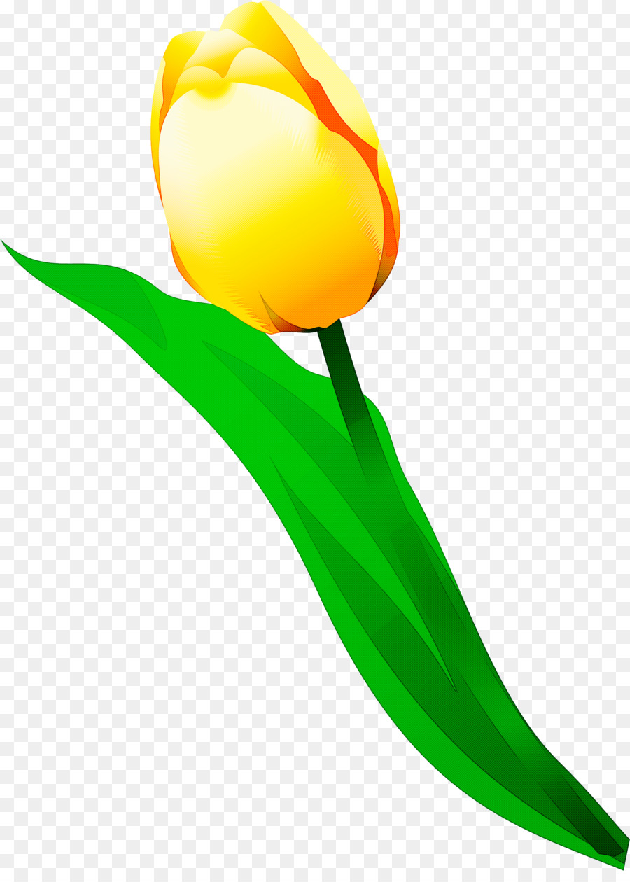 tulip yellow flower plant lily family