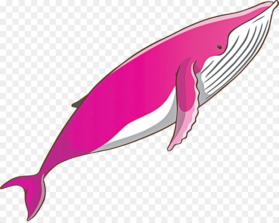 pink bottlenose dolphin dolphin fin cetacea