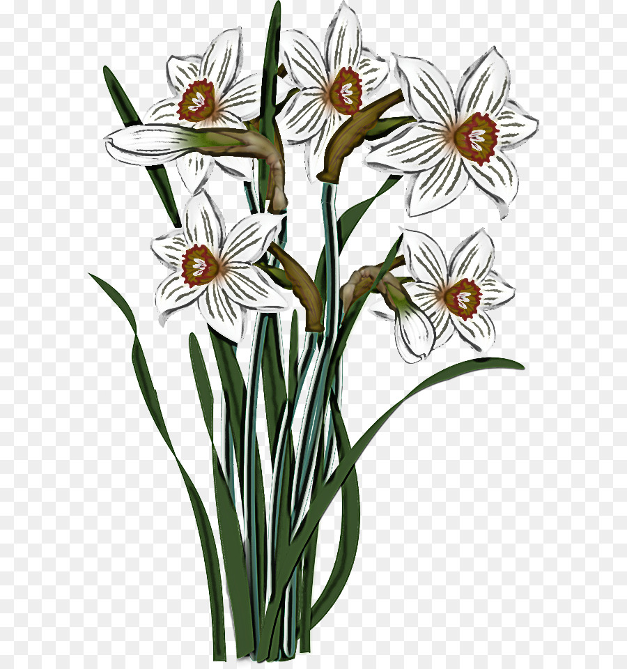 flower plant narcissus pedicel plant stem