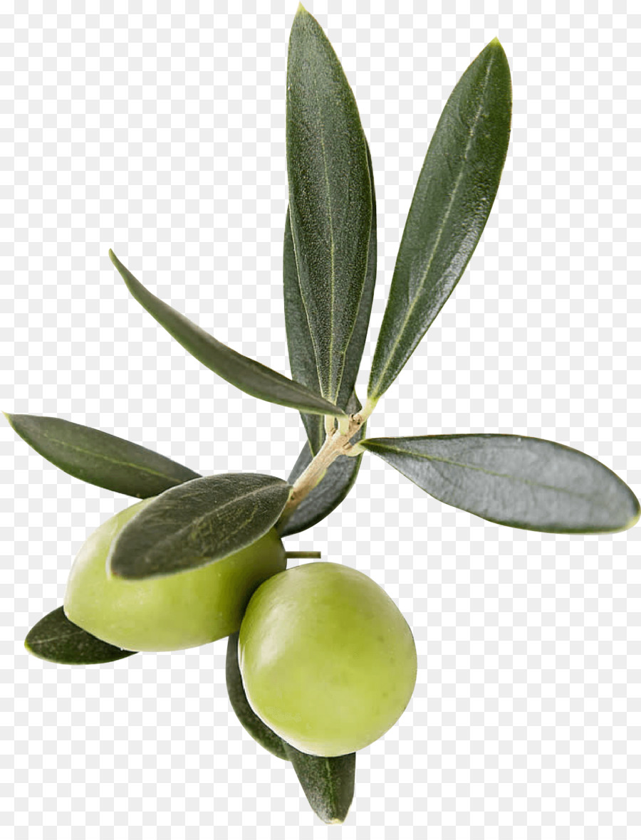 olive leaf plant flower olive family png download   2020 ...