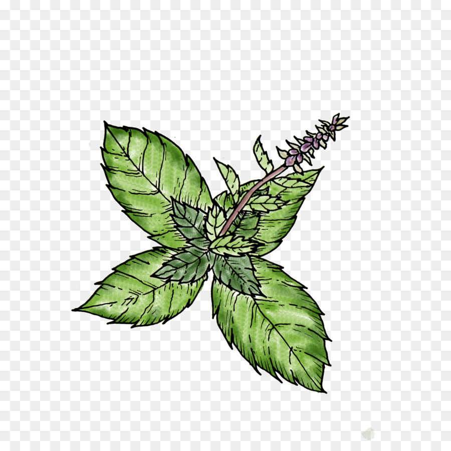 leaf plant flower hemp family herb
