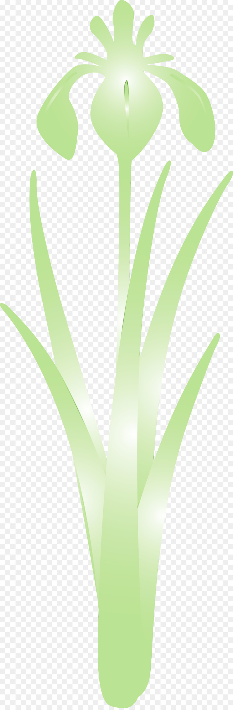 grüne Blattpflanze Blumengrasfamilie - 