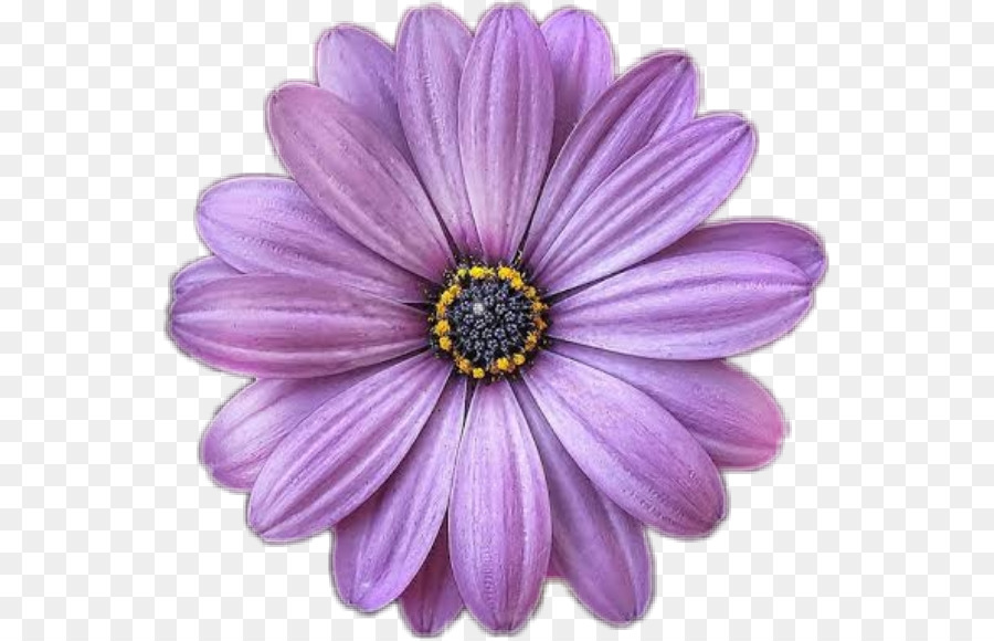 Hoa oải hương - bên hoa màu tím
