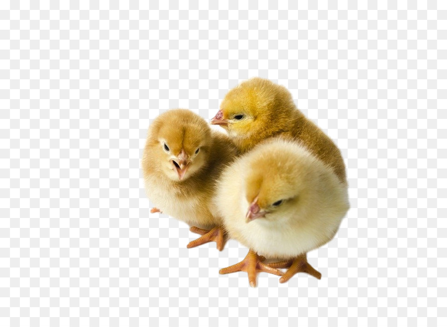 Hühnervogel Geflügel Ente gelb - 