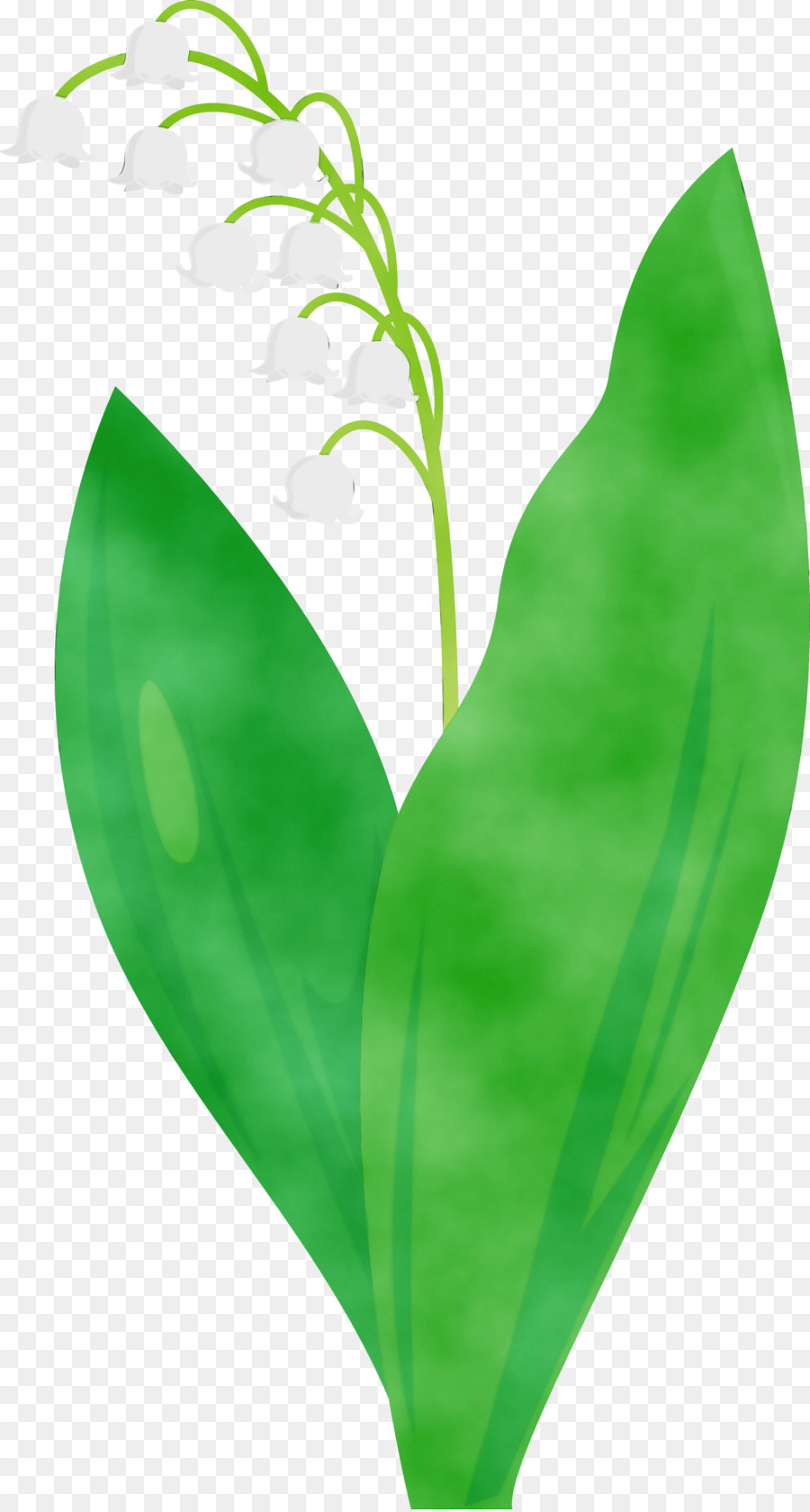 Blattgrüne Maiglöckchen-Blütenpflanze - 