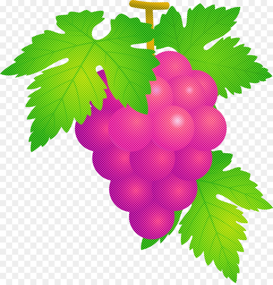 Trauben Trauben Obst - 