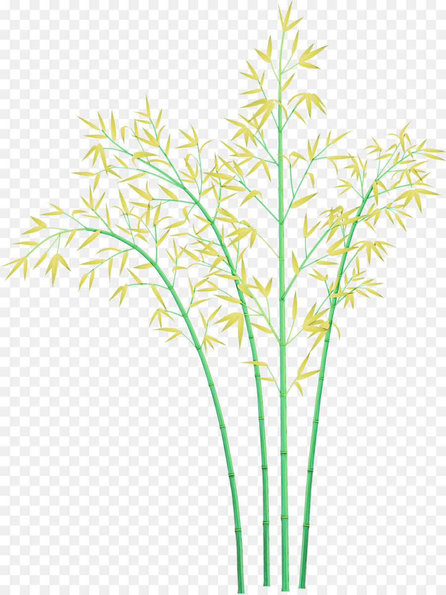 Gras Pflanze Pflanze Stamm Gras Familie Blatt - 