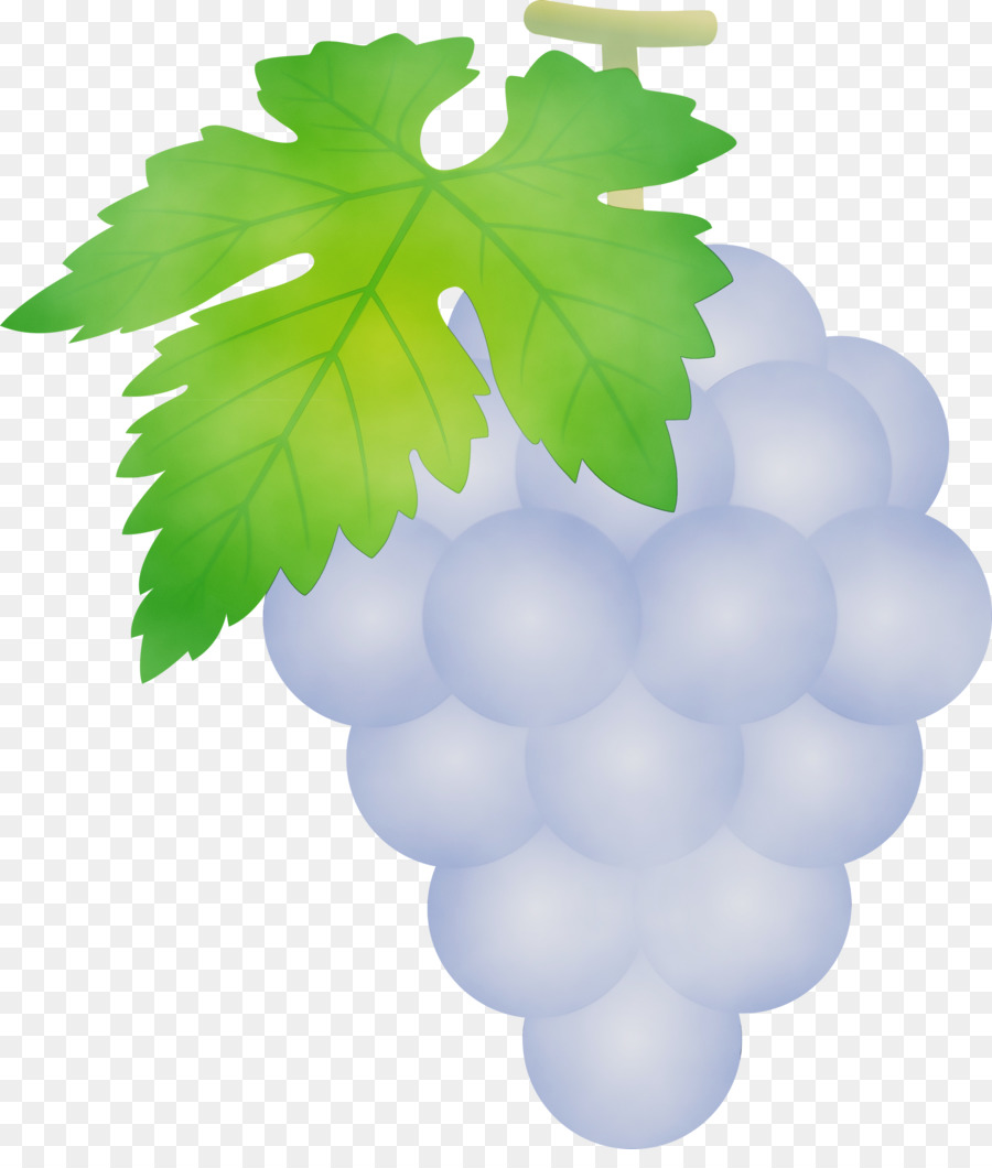 grape green seedless fruit grapevine family grape leaves