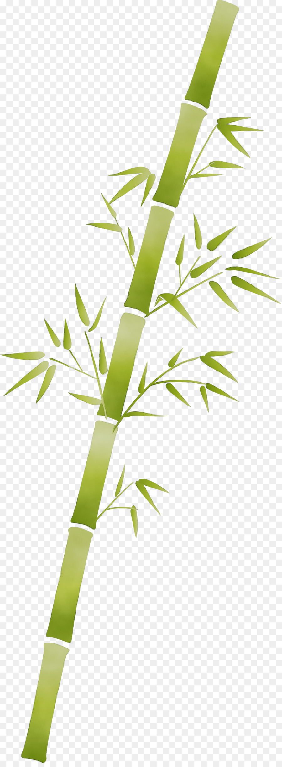 fiore di bambù del gambo della pianta della pianta della foglia - 