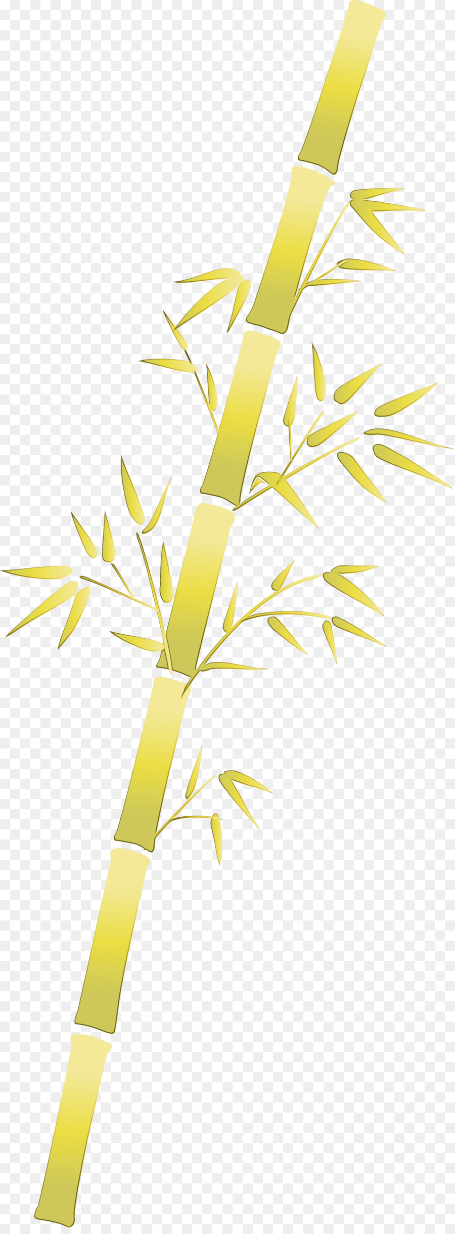 gelbe Blattlinie Zweigpflanze - 