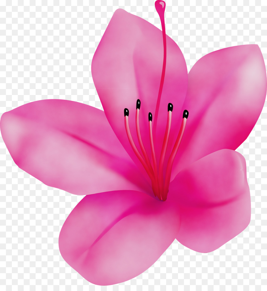 petal pink flower plant herbaceous plant