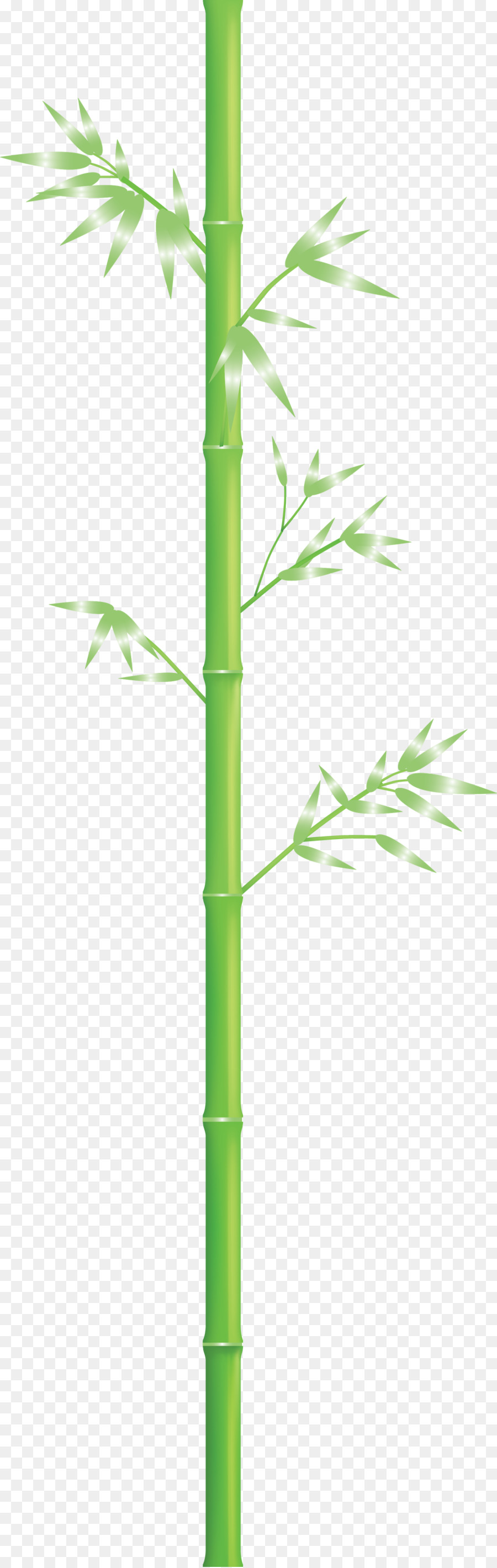 foglie di bambù - 