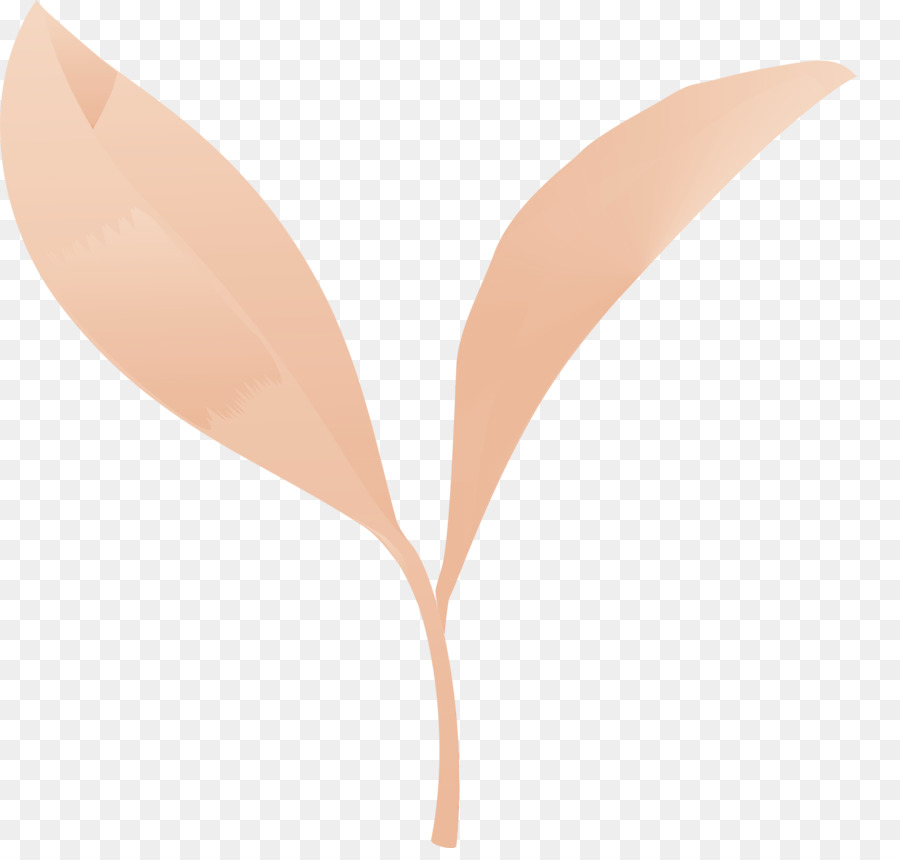 Blattpflanze Blume Pfirsich Anthurium - 