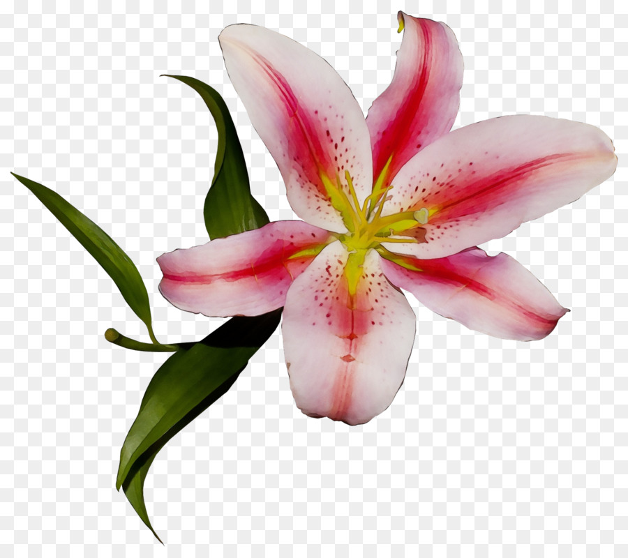flower lily petal pink stargazer lily