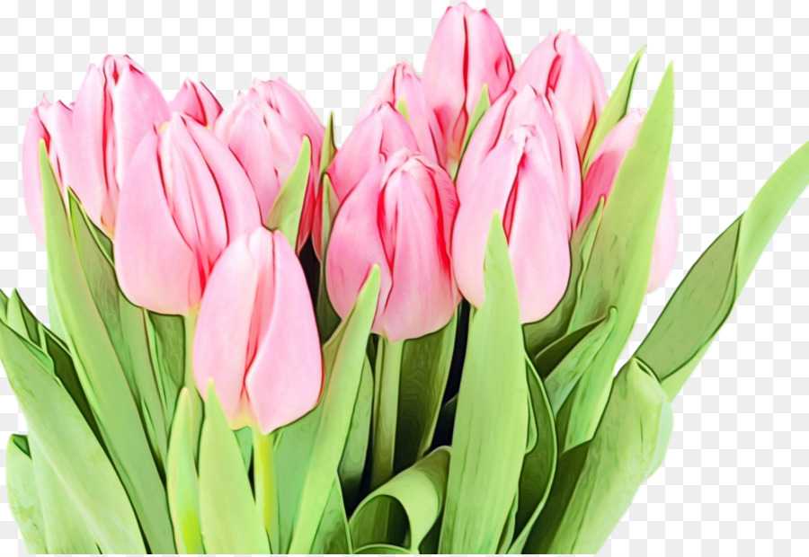 hoa cánh hoa tulip nhà máy phụ nữ hoa tulip - 