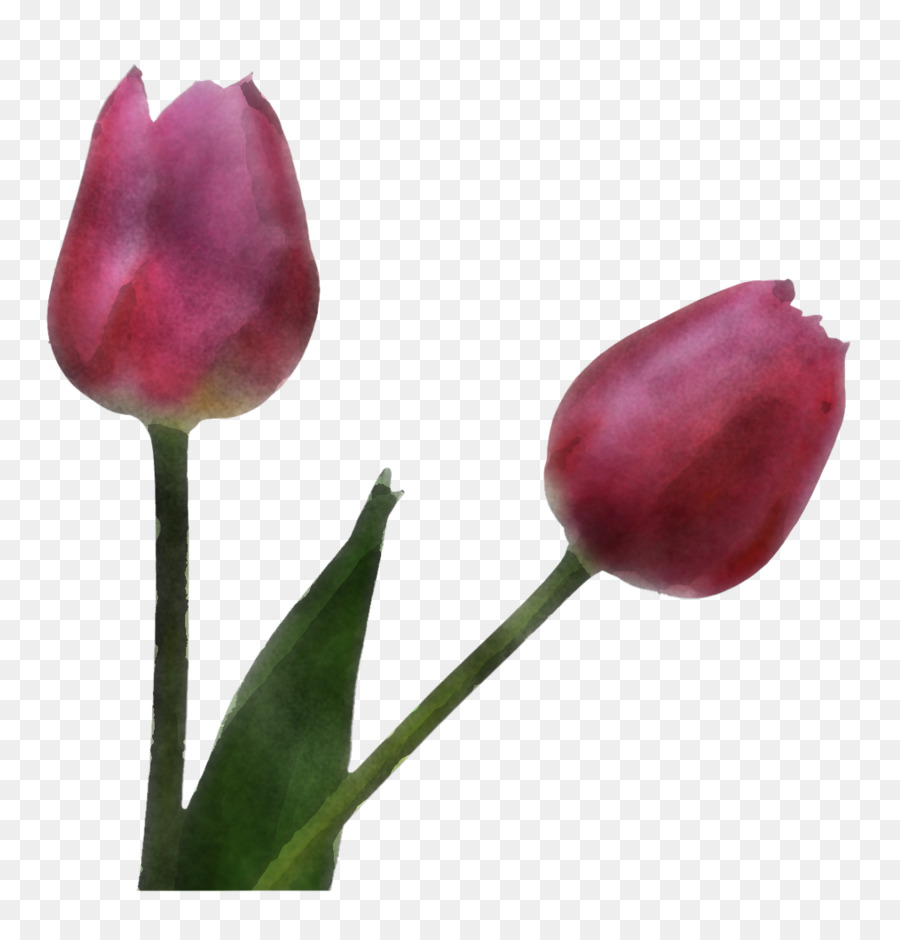 fiore tulipa humilis pianta germoglio del tulipano - 
