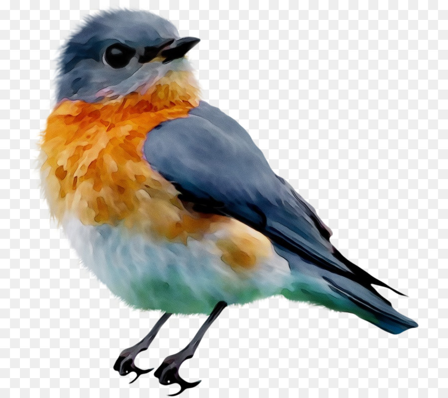 uccello bluebird becco orientale bluebird robin europeo - 