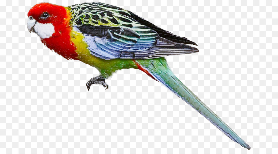 Vogelschnabel Sittich Wellensittich Papagei - 