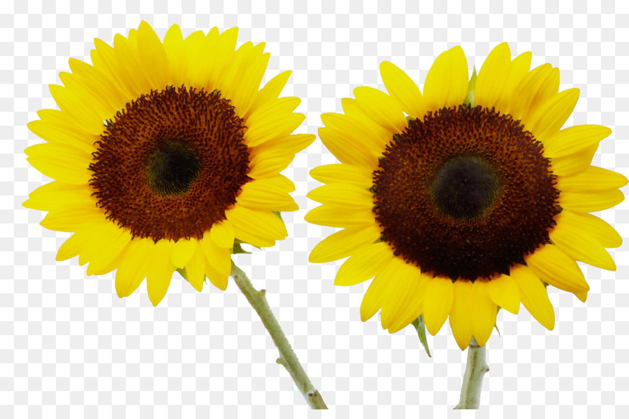 Sonnenblume - 