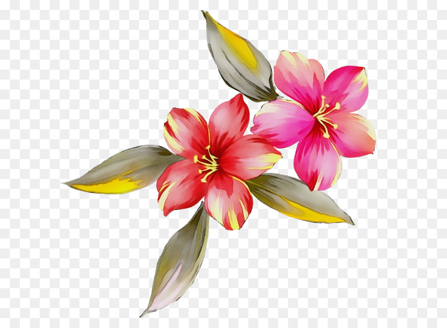 Blütenblatt Pflanze Aquarellfarbe rosa - 