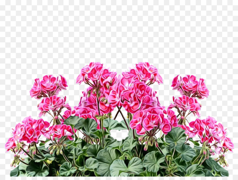 Blütenpflanze rosa Blütenblatt Magenta - 