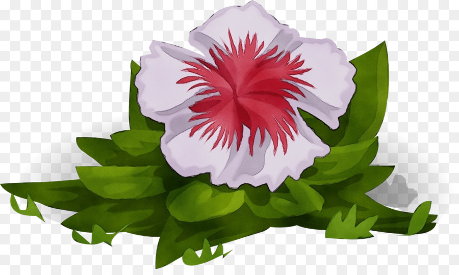 Blütenblatt Pflanze rosa Winde - 