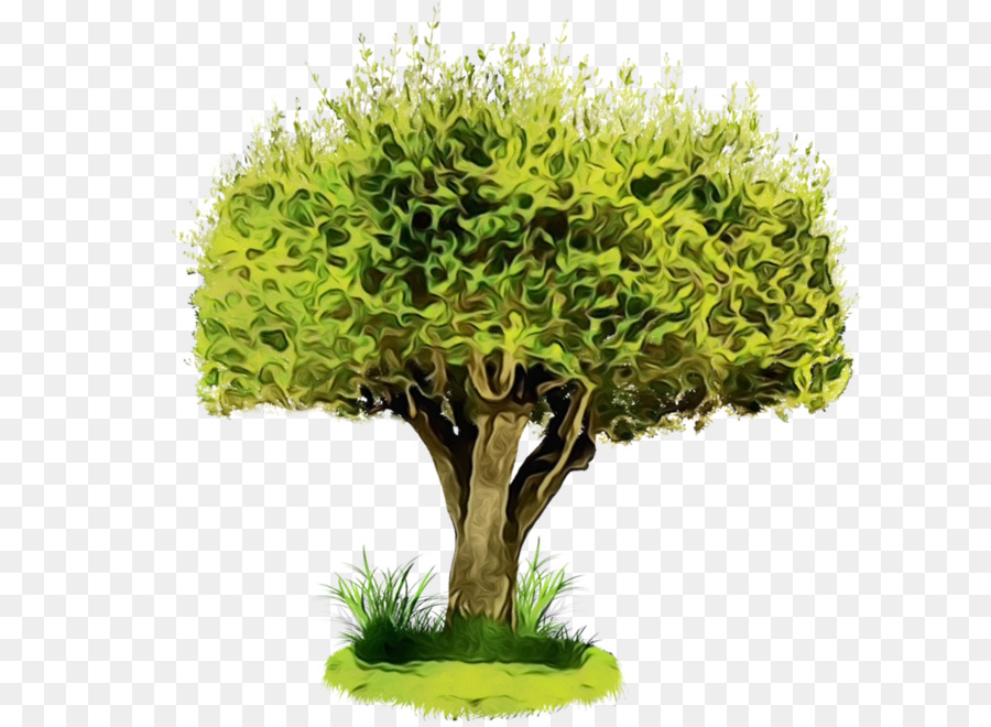 pflanze grünen Baum Blumentopf Gras - 