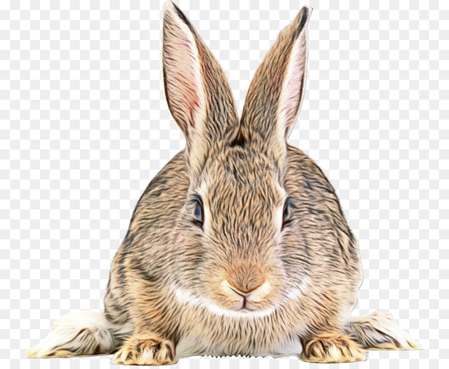Kaninchen Kaninchen und Hasen Berg Baumwollschwanz Hase Audubons Baumwollschwanz - 