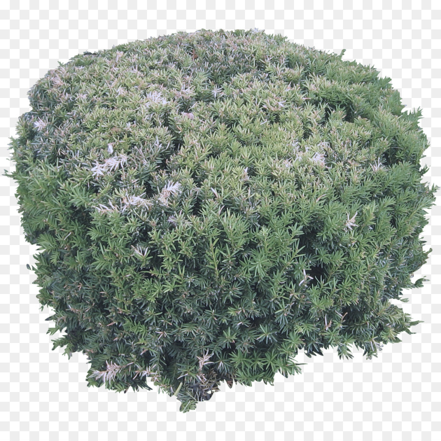 grasgrüner Pflanzenstrauchbaum - 