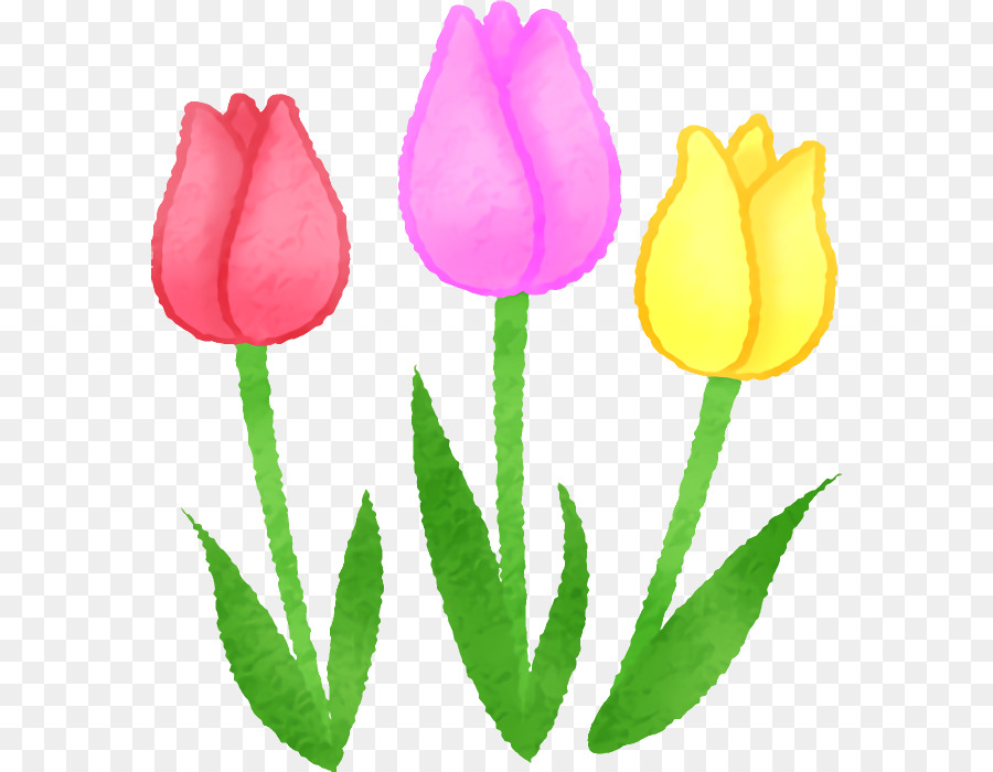 hoa tulip cây thân cây cắt hoa cây thân thảo - 