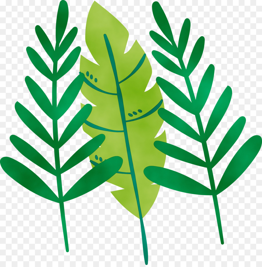 leaf plant stem vascular plant herbal medicine font
