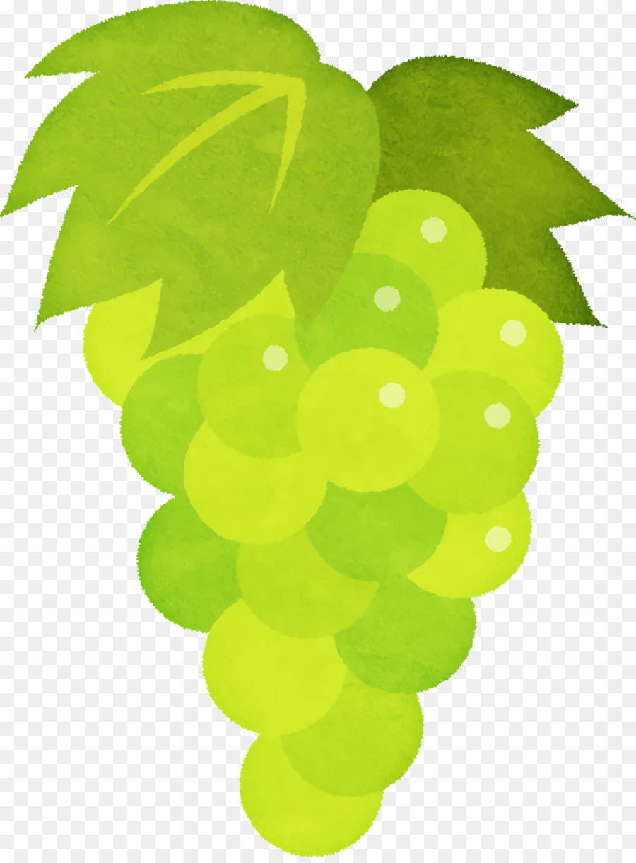 grape seedless fruit leaf green fruit