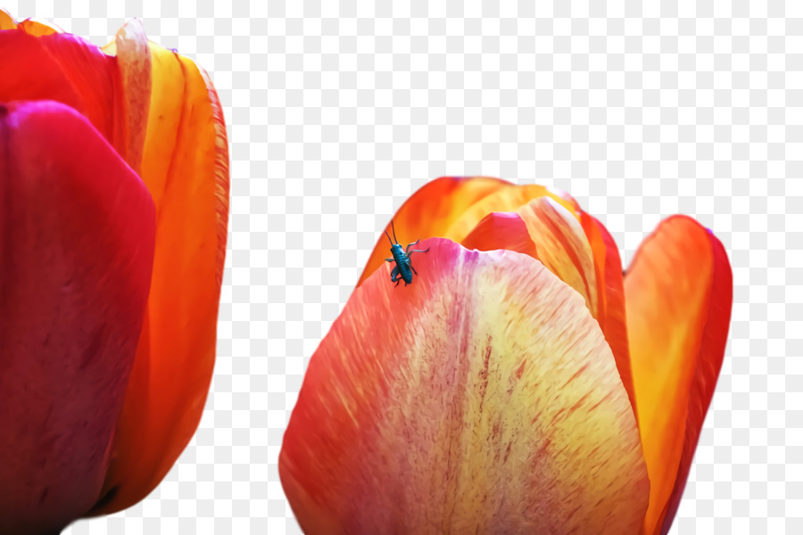 tulip petal close-up computer m