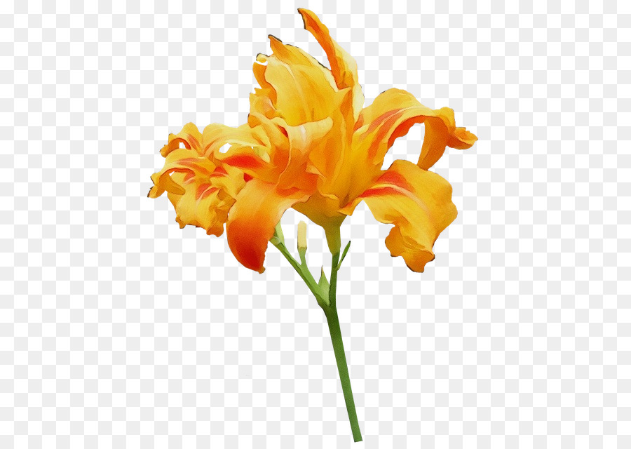 orange lily cut flowers orange day-lily plant stem tiger lily